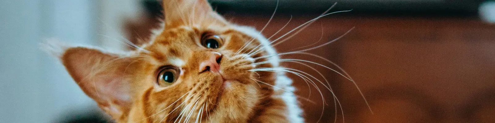 "Don't believe me? Open this link on your desktop" - Mobile Kitty
