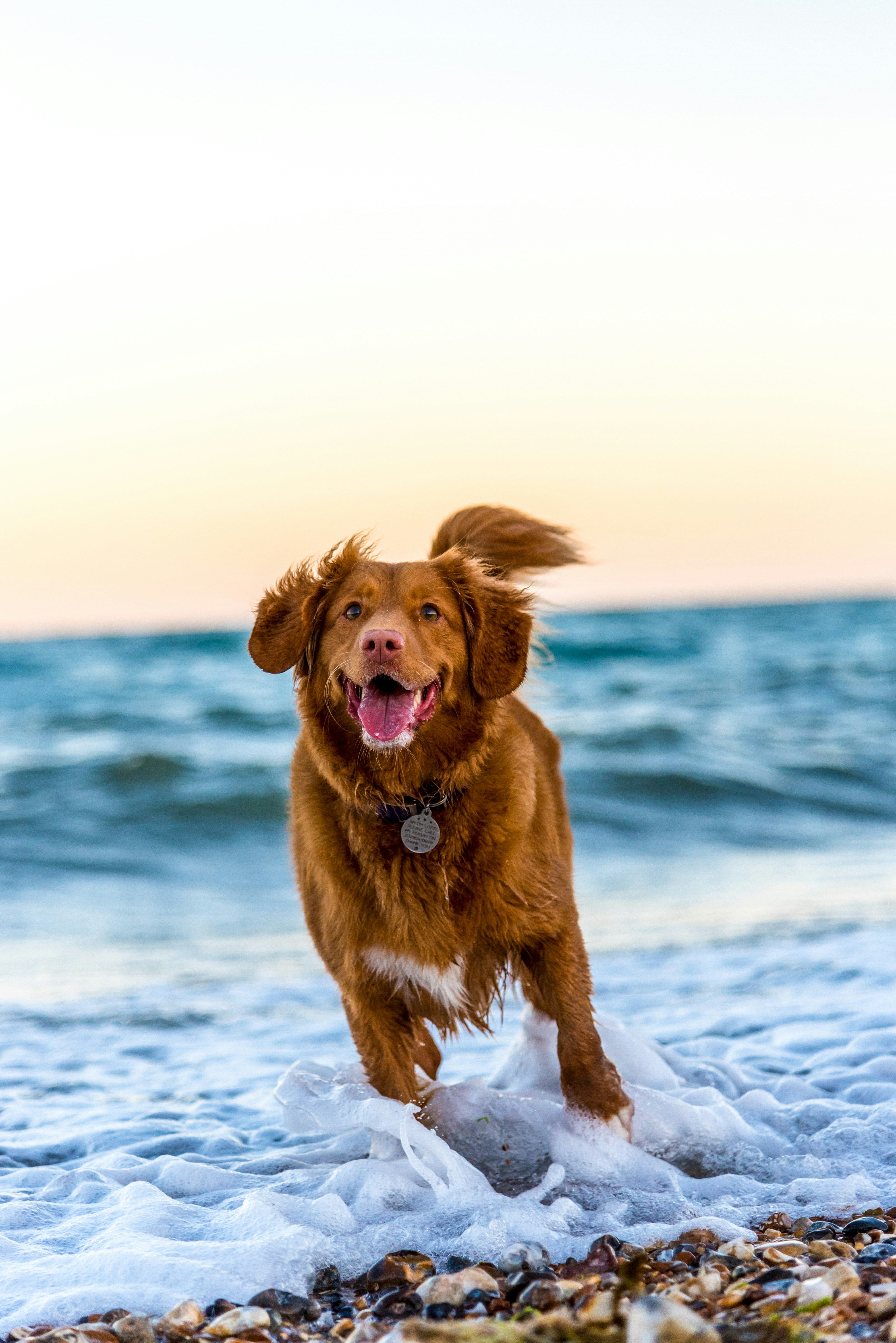 "Don't believe me? Open this link on your phone" - Desktop Doggy