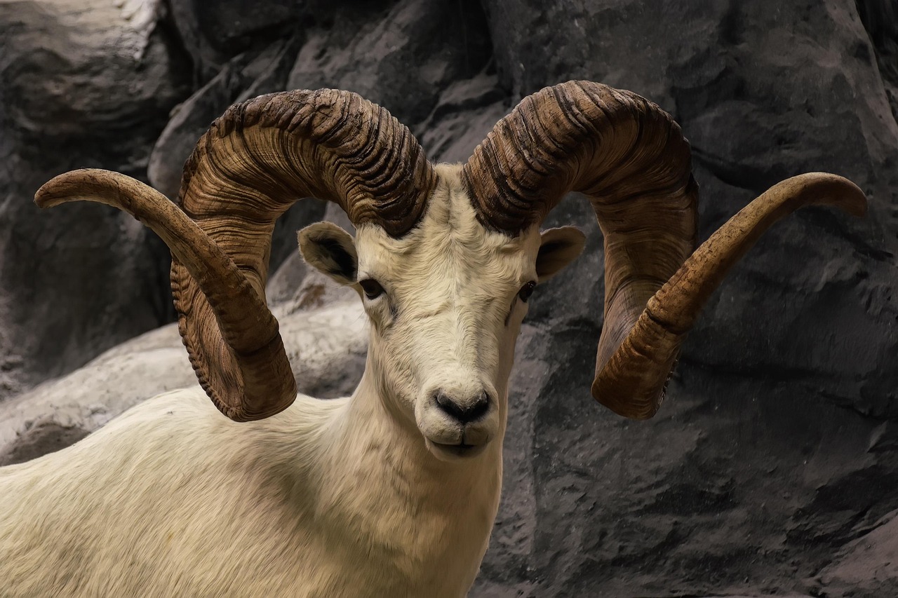 Picture of a RAM - Get it? Because cache lives in RAM (often)