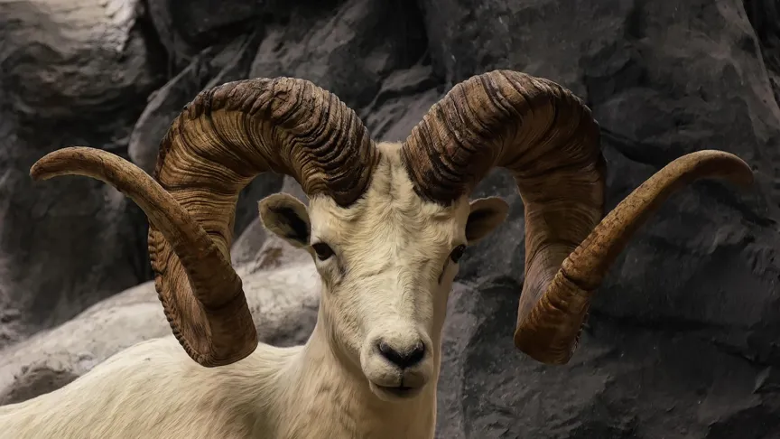 Picture of a RAM - Get it? Because cache lives in RAM (often)